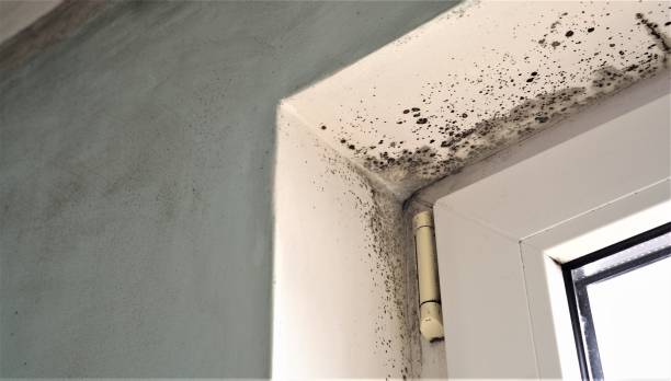 Best Mold Prevention Services  in Mascotte, FL