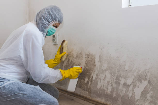Best Post-Construction Mold Inspection  in Mascotte, FL