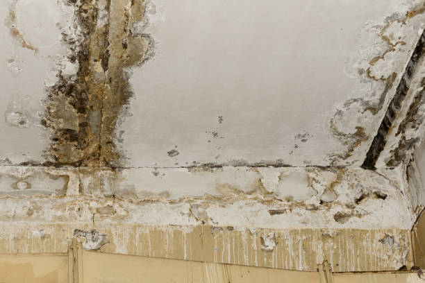 Best Comprehensive Air Testing for Mold Contaminants  in Mascotte, FL