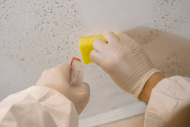 Best HVAC Mold Inspection and Cleaning  in Mascotte, FL