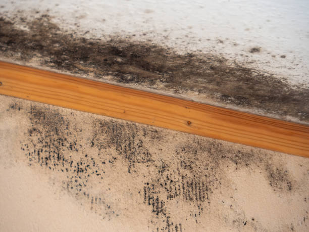 Best Commercial Mold Inspection  in Mascotte, FL