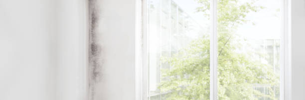 Environmental Consulting for Mold Prevention in Mascotte, FL
